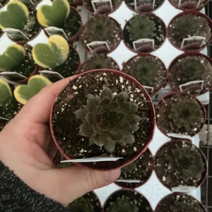 Sempervivum Royal Ruby Hens & Chicks Live Succulent Plant 3 inch Pot Outdoor - Image 4