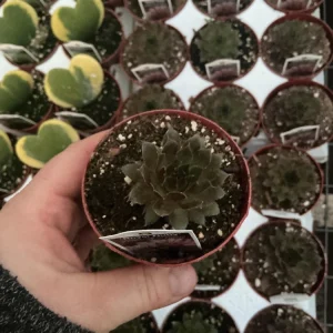 Sempervivum Royal Ruby Hens & Chicks Live Succulent Plant 3 inch Pot Outdoor - Image 5