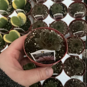 Sempervivum Royal Ruby Hens & Chicks Live Succulent Plant 3 inch Pot Outdoor - Image 6