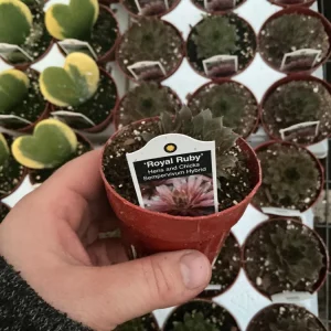 Sempervivum Royal Ruby Hens & Chicks Live Succulent Plant 3 inch Pot Outdoor - Image 8