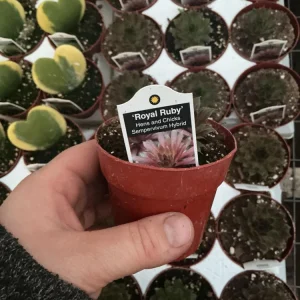 Sempervivum Royal Ruby Hens & Chicks Live Succulent Plant 3 inch Pot Outdoor - Image 9