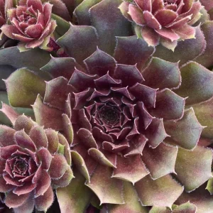Sempervivum Royal Ruby Hens & Chicks Live Succulent Plant 3 inch Pot Outdoor - Image 1