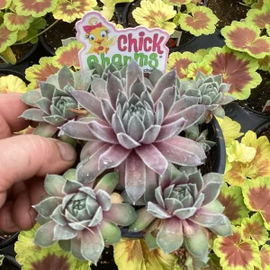 Sempervivum Silver Suede Live Succulent Plant - 4.5 inch Pot - Outdoor/Indoor - Image 2