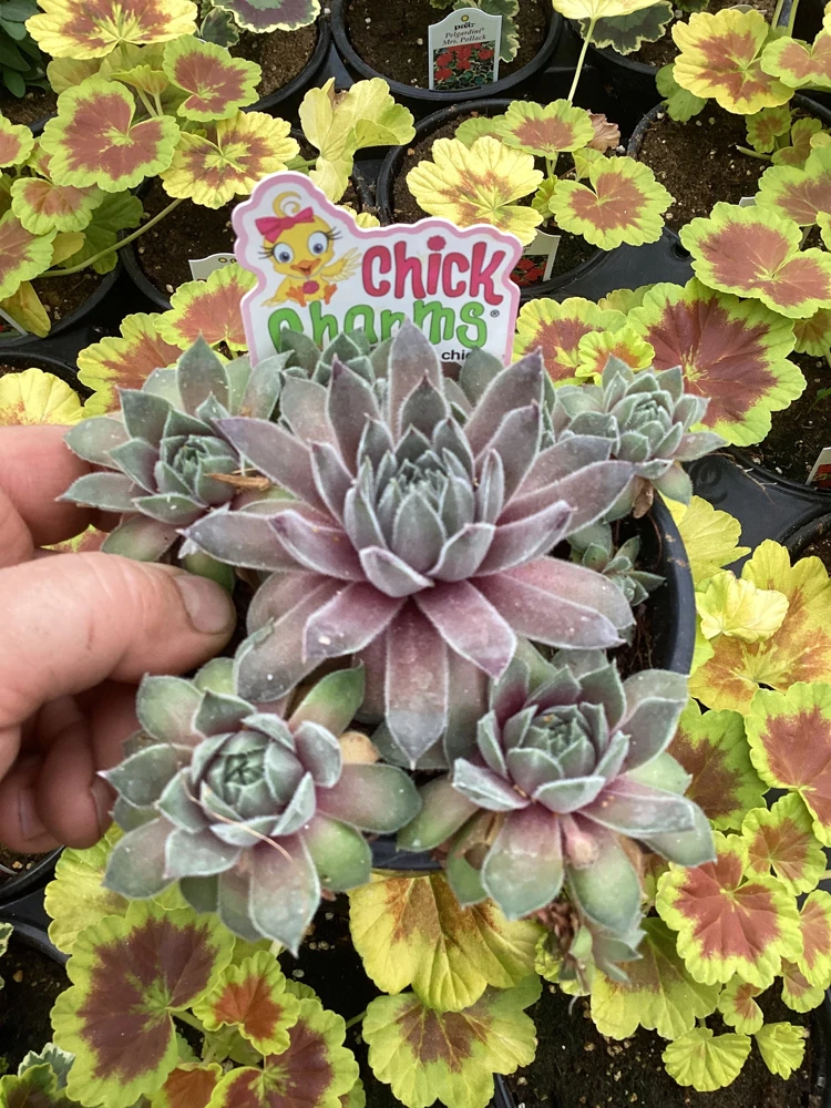 Sempervivum Silver Suede Live Succulent Plant - 4.5 inch Pot - Outdoor/Indoor - Image 2