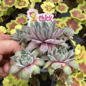 Sempervivum Silver Suede Live Succulent Plant - 4.5 inch Pot - Outdoor/Indoor - Image 3