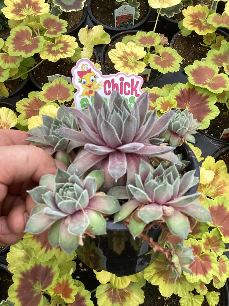 Sempervivum Silver Suede Live Succulent Plant - 4.5 inch Pot - Outdoor/Indoor - Image 3