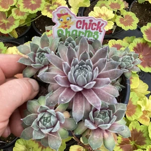 Sempervivum Silver Suede Live Succulent Plant - 4.5 inch Pot - Outdoor/Indoor - Image 1