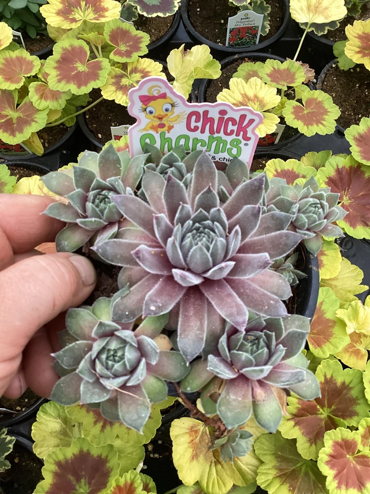 Sempervivum Silver Suede Live Succulent Plant - 4.5 inch Pot - Outdoor/Indoor - Image 1