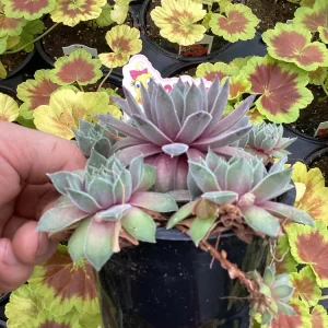 Sempervivum Silver Suede Live Succulent Plant - 4.5 inch Pot - Outdoor/Indoor - Image 4