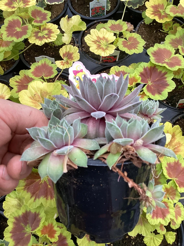 Sempervivum Silver Suede Live Succulent Plant - 4.5 inch Pot - Outdoor/Indoor - Image 4