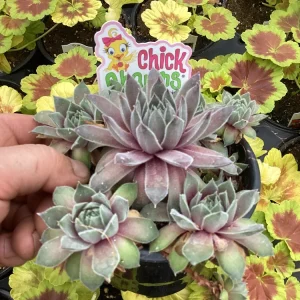 Sempervivum Silver Suede Live Succulent Plant - 4.5 inch Pot - Outdoor/Indoor - Image 5