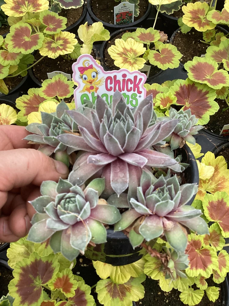 Sempervivum Silver Suede Live Succulent Plant - 4.5 inch Pot - Outdoor/Indoor - Image 5
