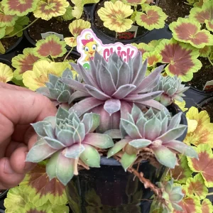 Sempervivum Silver Suede Live Succulent Plant - 4.5 inch Pot - Outdoor/Indoor - Image 6