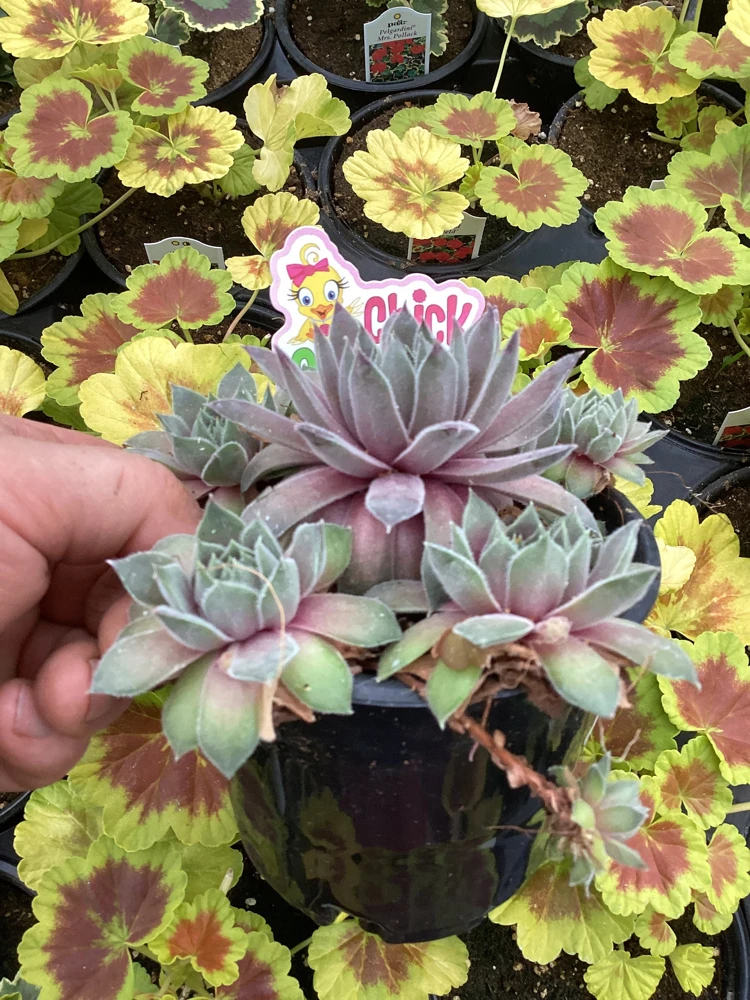 Sempervivum Silver Suede Live Succulent Plant - 4.5 inch Pot - Outdoor/Indoor - Image 6