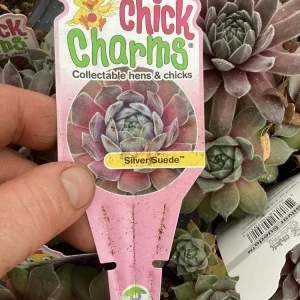 Sempervivum Silver Suede Live Succulent Plant - 4.5 inch Pot - Outdoor/Indoor - Image 7