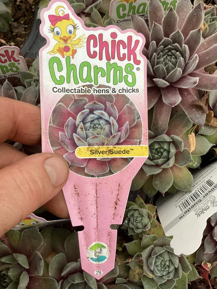 Sempervivum Silver Suede Live Succulent Plant - 4.5 inch Pot - Outdoor/Indoor - Image 7