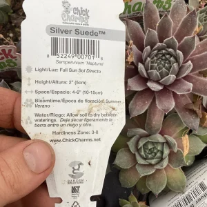 Sempervivum Silver Suede Live Succulent Plant - 4.5 inch Pot - Outdoor/Indoor - Image 8