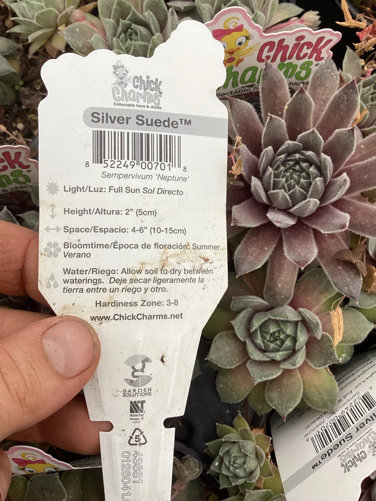 Sempervivum Silver Suede Live Succulent Plant - 4.5 inch Pot - Outdoor/Indoor - Image 8