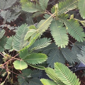 Sensitive Plant Live Plant – Mimosa Pudica – 4.5 inch Pot – Indoor - Image 1