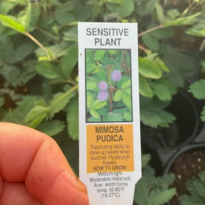 Sensitive Plant Live Plant – Mimosa Pudica – 4.5 inch Pot – Indoor - Image 2
