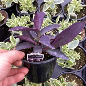 Setcreasea Purple Queen Live Plant - 4.5 inch Nursery Pot - Indoor/Outdoor - Image 2