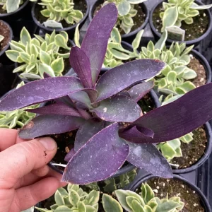 Setcreasea Purple Queen Live Plant - 4.5 inch Nursery Pot - Indoor/Outdoor - Image 3