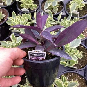 Setcreasea Purple Queen Live Plant - 4.5 inch Nursery Pot - Indoor/Outdoor - Image 4