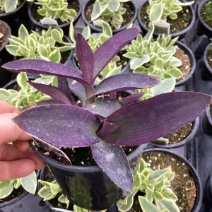 Setcreasea Purple Queen Live Plant - 4.5 inch Nursery Pot - Indoor/Outdoor - Image 5