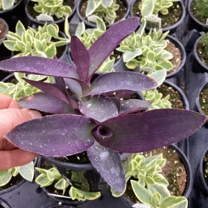 Setcreasea Purple Queen Live Plant - 4.5 inch Nursery Pot - Indoor/Outdoor - Image 1
