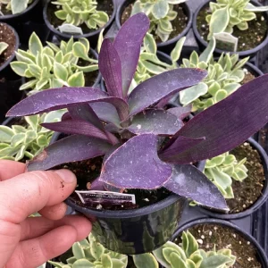 Setcreasea Purple Queen Live Plant - 4.5 inch Nursery Pot - Indoor/Outdoor - Image 6