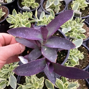 Setcreasea Purple Queen Live Plant - 4.5 inch Nursery Pot - Indoor/Outdoor - Image 7