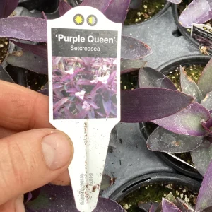 Setcreasea Purple Queen Live Plant - 4.5 inch Nursery Pot - Indoor/Outdoor - Image 8