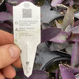 Setcreasea Purple Queen Live Plant - 4.5 inch Nursery Pot - Indoor/Outdoor - Image 9