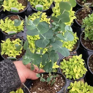 Silver Dollar Eucalyptus Live Plant – 4.5 inch Pot – Fragrant Foliage - Image 10