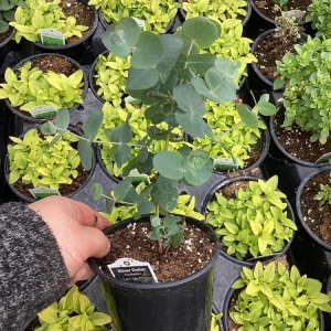 Silver Dollar Eucalyptus Live Plant – 4.5 inch Pot – Fragrant Foliage - Image 11