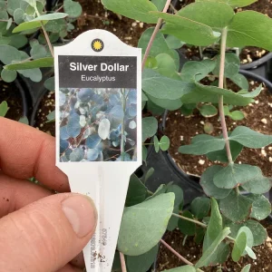 Silver Dollar Eucalyptus Live Plant – 4.5 inch Pot – Fragrant Foliage - Image 2