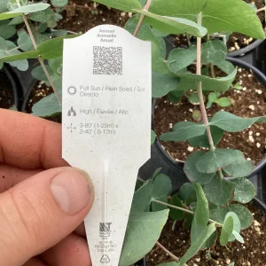 Silver Dollar Eucalyptus Live Plant – 4.5 inch Pot – Fragrant Foliage - Image 3