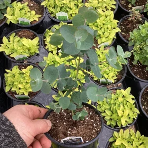 Silver Dollar Eucalyptus Live Plant – 4.5 inch Pot – Fragrant Foliage - Image 4