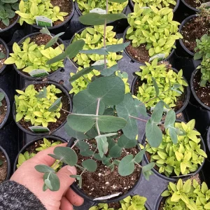 Silver Dollar Eucalyptus Live Plant – 4.5 inch Pot – Fragrant Foliage - Image 5