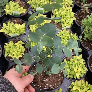 Silver Dollar Eucalyptus Live Plant – 4.5 inch Pot – Fragrant Foliage - Image 6