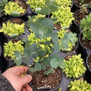 Silver Dollar Eucalyptus Live Plant – 4.5 inch Pot – Fragrant Foliage - Image 7