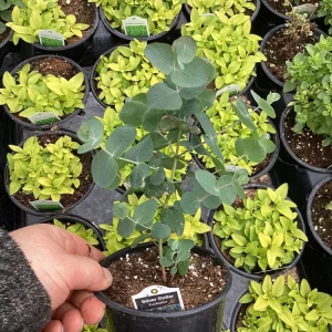 Silver Dollar Eucalyptus Live Plant – 4.5 inch Pot – Fragrant Foliage - Image 8