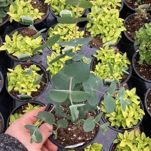 Silver Dollar Eucalyptus Live Plant – 4.5 inch Pot – Fragrant Foliage - Image 9