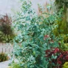 Silver Dollar Eucalyptus Live Plant – 4.5 inch Pot – Fragrant Foliage - Image 1