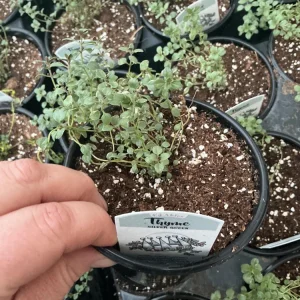 Silver Queen Thyme Live Plant – 4.5 inch Nursery Pot – Culinary Herb - Image 2