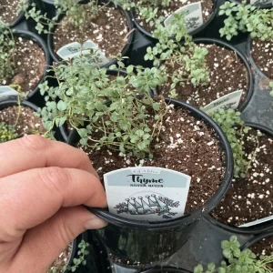Silver Queen Thyme Live Plant – 4.5 inch Nursery Pot – Culinary Herb - Image 3