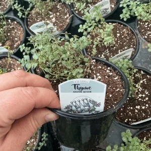 Silver Queen Thyme Live Plant – 4.5 inch Nursery Pot – Culinary Herb - Image 4