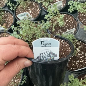 Silver Queen Thyme Live Plant – 4.5 inch Nursery Pot – Culinary Herb - Image 5