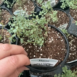 Silver Queen Thyme Live Plant – 4.5 inch Nursery Pot – Culinary Herb - Image 1
