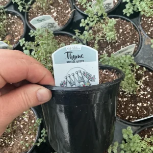 Silver Queen Thyme Live Plant – 4.5 inch Nursery Pot – Culinary Herb - Image 6